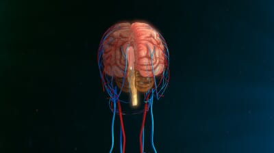 How to Grow: Central Nervous System